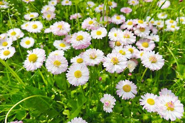 Blooming Bellis perennis perennis daisies with soft pink and white petals in green grass. Beautiful spring wildflowers in sunlight, symbol of nature, freshness and garden beauty © Elena
