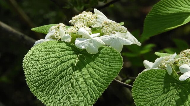 【4K】深山に咲くオオカメノキ：早春の森を彩る可憐な白い花々。青森の自然風景素材　[4K] Viburnum furcatum Blooming in Early Spring: Delicate White Flowers in Aomori Mountains, Japan 撮影日：20260512-1