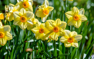 Fototapeta premium yellow daffodils on a green natural background