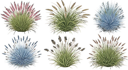 Obraz premium Set of ornamental grass bushes with feathery plumes isolated on white background for landscape design vector illustration