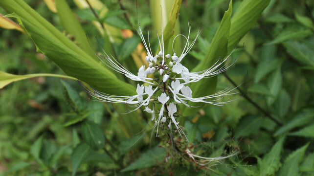 Orthosiphon aristatus Plant or Cat's whiskers (kumis kucing) Also known as Java Tea.
