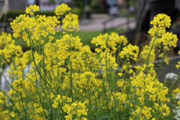Obraz premium Mustard flowers in a field
