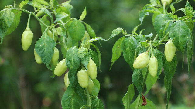 White cayenne pepper (Capsicum frutescens) or cabe rawit	