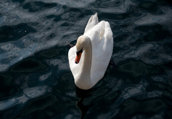 Swan on dark water minimal wildlife composition © Natali