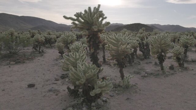 a tilt up clip of the cholla cactus garden on a spring afternoon at joshua tree national park in california, usa