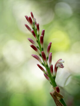花茗荷の花