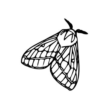 monochrome graphic drawing of detailed moth wings with linework