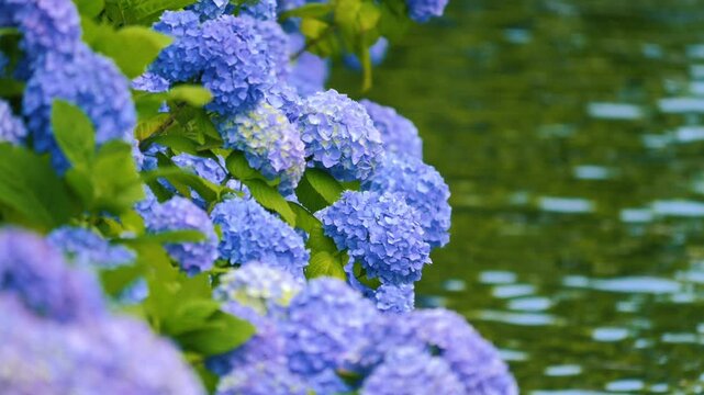 川沿いに咲く紫陽花