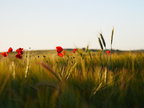 Spring sunset