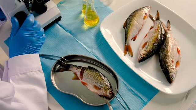 Research fish in the lab. Selective focus.