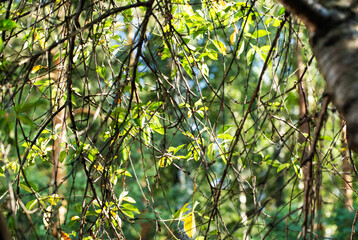 Fototapeta premium Close up of intertwining tree branches with vibrant green and pale yellow leaves illuminated by natural sunlight outdoors during day time