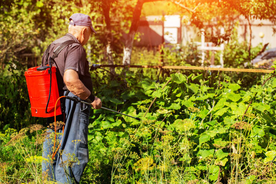 A pensioner with a modern red sprayer treats plants in the summer at his dacha. Increasing yield with succinic acid. Copy space for text, industry