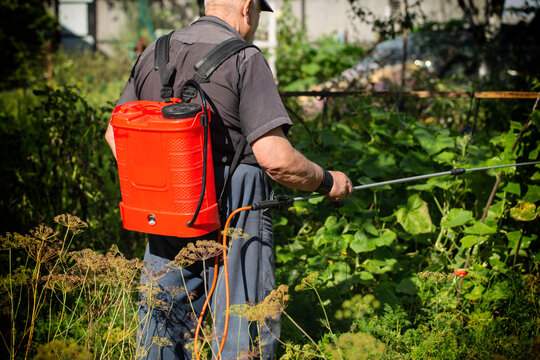 An elderly man, a summer resident, uses a battery-powered sprayer to treat cucumber plants with boric acid in the summer for crop yields and parasites. Copy space for text