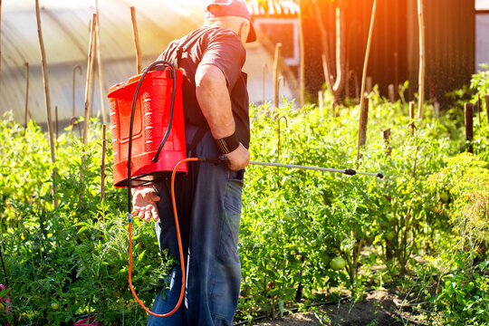 An elderly man, a summer resident, treats tomatoes at his dacha with a modern sprayer against late blight. Protection and treatment of plants at the dacha with chemicals. Copy space for text