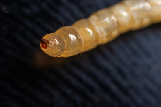 Beetle larva, wireworm, elaterid larva as a pest of vegetable growing. On a black background isolate