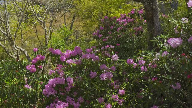 京都　大原三千院の石楠花と桜