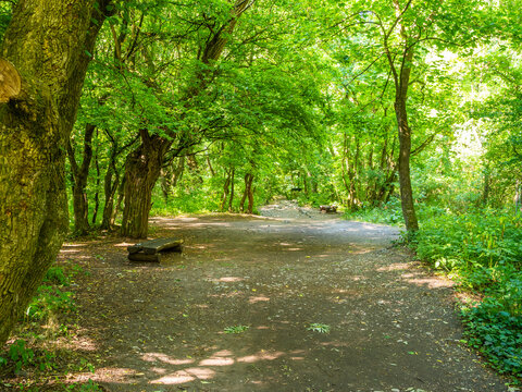 Forest trail in Turda Gorge natural reserve, Transylvania
