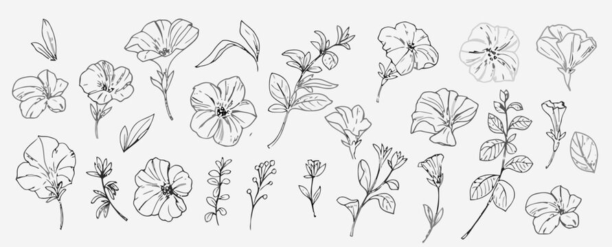 Hand-drawn petunia flower collection, black line art botanical set