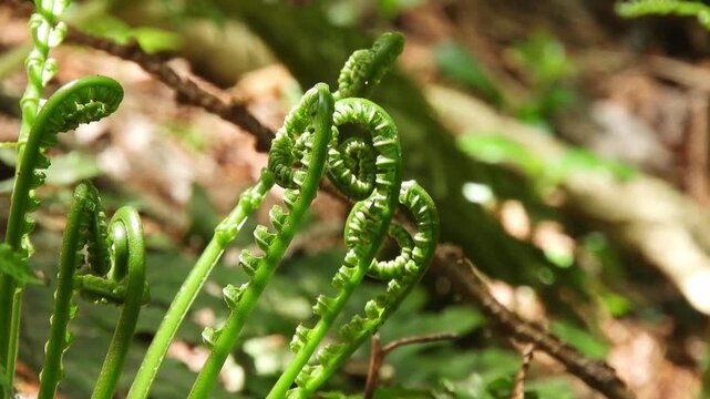 太古の息吹：ヤマソテツの芽吹き。早春の森で見つけた希少なシダ植物の高品質ネイチャー映像　Ancient Forest Vibes: Growing Plagiogyria matsumureana Fronds, Cinematic Nature and Botanical Footage 撮影日：20260512-1