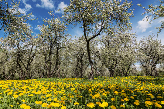 Blossoming apple trees and a field of blooming dandelions in the old apple orchard  Museum-Reserve, Kolomenskoye, Moscow, Russia.