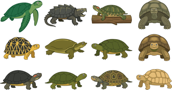 Turtle and Tortoise Collection Vector Illustration Featuring Sea Turtles Freshwater Turtles and Land Tortoise Species