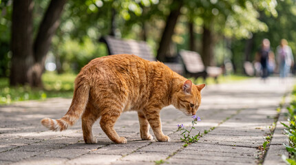 A curious orange tabby cat gently sniffs a delicate purple flower growing wild on a park pathway. © Esther