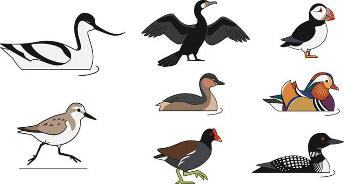 Waterfowl Bird Vector Illustration Collection Featuring Puffin Cormorant Avocet Duck and Loon Species for Wildlife Nature and Wetland Design Projects