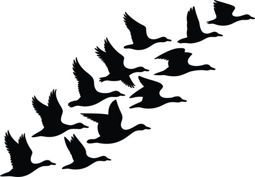 Flock of flying ducks silhouette vector, wild birds migrating in the sky