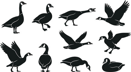 Canada Goose Silhouette Vector Collection Featuring Flying Standing Walking Swimming and Grazing Wild Geese for Wildlife Nature and Hunting Design Projects © MstSuborna