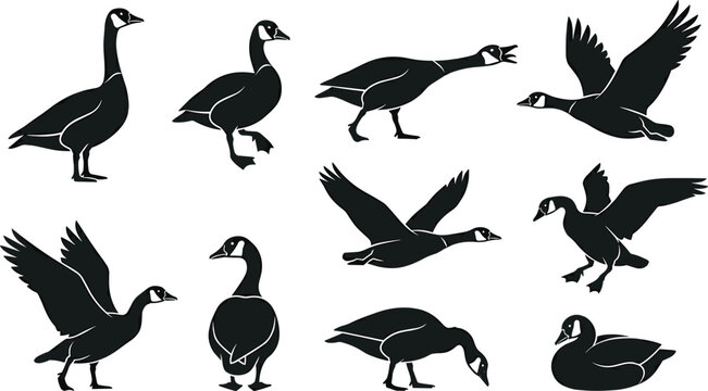 Canada Goose Silhouette Vector Collection Featuring Flying Standing Walking Swimming and Grazing Wild Geese for Wildlife Nature and Hunting Design Projects