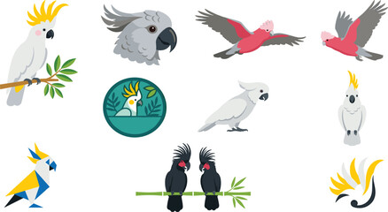 Cockatoo Parrot Vector Illustration Collection Featuring Flying Perching Tropical and Exotic Birds for Wildlife Nature Jungle and Pet Design Projects © MstSuborna