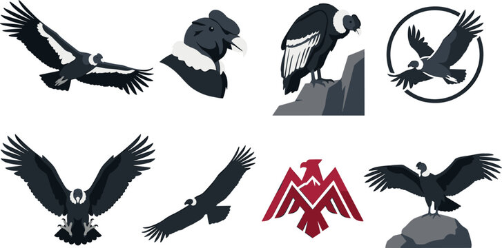 Condor Vulture Bird Vector Illustration Collection Featuring Flying Perching and Eagle Style Raptors for Wildlife Nature Mountain and Logo Design Projects