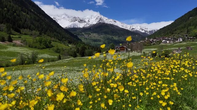 fiori montagna primavera prateria 