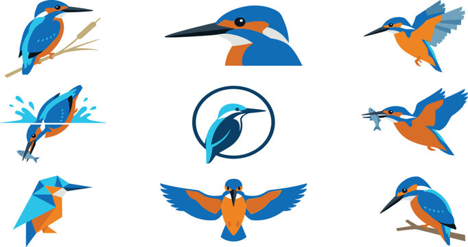 Kingfisher Bird Vector Illustration Collection Featuring Flying Diving Fishing and Perching Colorful Water Birds for Wildlife Nature and Logo Design Projects