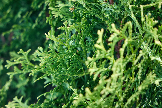 Vibrant green foliage of Thuja arborvitae shows dense, scale-like leaves in flat sprays. This hardy evergreen conifer is popular for garden hedges and privacy screens in diverse landscapes.