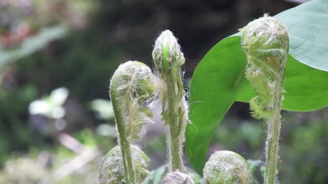 【4K】早春の深山に芽吹くヤマドリゼンマイ：原生林を埋め尽くすシダの若芽。青森の自然風景素材　[4K] Spring Awakening: Fiddleheads of Osmundastrum cinnamomeum in the Deep Forest, Japan 撮影日：20260512-2