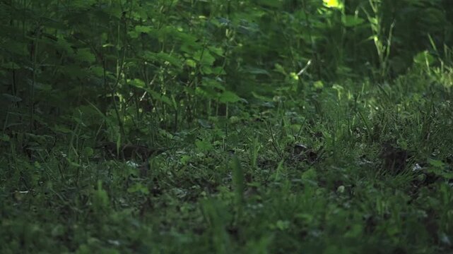 Small songbird sitting on the ground in a shady forest.