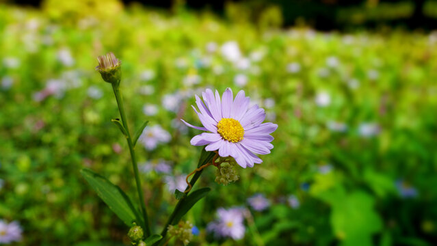 Vibrant Aster Koraiensis Wildflower Native to Korea