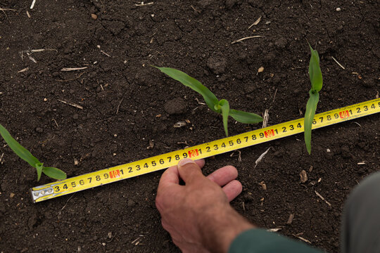 Close-up agricultural photo showing a farmer measuring the distance between young corn plants with a tape measure in fertile soil. Concept of precision farming, crop spacing 