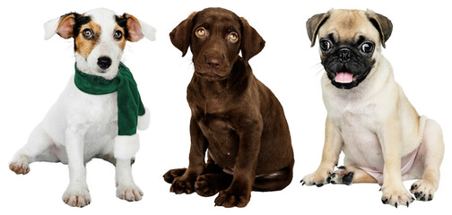 PNG Adorable puppies posing together element set on transparent background © Rawpixel.com