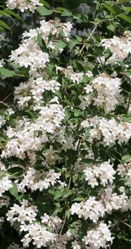 H&auml;ngender Zweig der Kolkwitzie (Kolkwitzia amabilis) mit blassrosa Bl&uuml;ten in Dolden mit gelb-orangen Schlund und ovalen, zugespitzten Bl&auml;ttern mit unregelm&auml;&szlig;ig gez&auml;hnten R&auml;ndern.