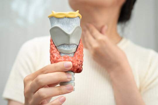 Hyperthyroidism, Overactive Thyroid, Thyroid Lymphoma, Asian woman with thyroid gland human anatomy model.