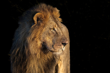 Lion © PerErik