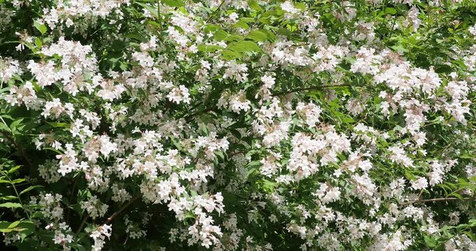 (Kolkwitzia amabilis) Ein bogenf&ouml;rmiger Zweig der Kolkwitzie, geschm&uuml;ckt mit hellrosa Bl&uuml;ten in Dolden, mit dunkelgr&uuml;nem, ovalem, zugespitztem und fein gez&auml;hntem Laub