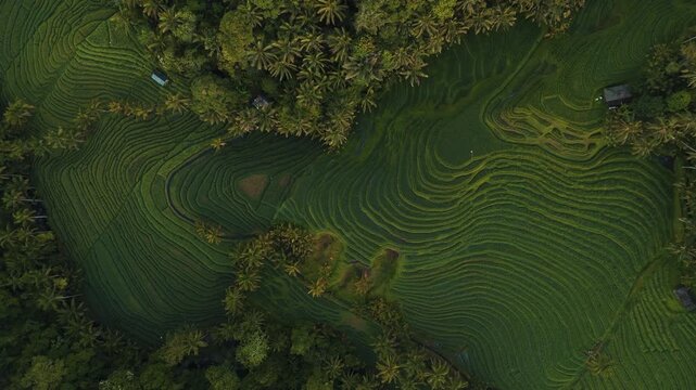 Breathtaking high angle panorama of traditional Balinese rice paddies at Belimbing &ndash; Lush green nature landscape in soft sunrise glow, premium Indonesia sustainable travel stock footage
