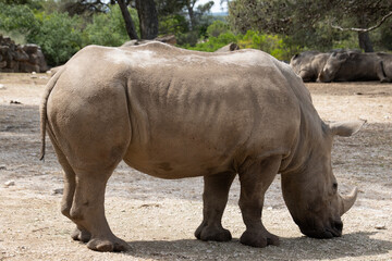Fototapeta premium Rhinocéros adulte dans une réserve naturelle