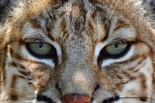 Extreme close-up portrait of a Bobcat with piercing green eyes and detailed fur texture, captured head-on in natural light, emphasizing intensity, symmetry, and predator focus.