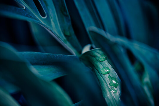 Water drops on Monstera leaf texture in tropical rainforest, Moody nature background during rainy season.