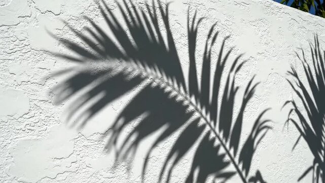 Palm leaf shadow on textured wall perfect for UI/UX elements and digital motion graphics