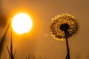 Backlit Dandelion Seed Head in Sunlight – Glowing Nature Scene (Taraxacum officinale) © Michael Krüger